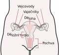 Scheme female reproductive system-cs.svg.png